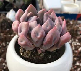 多肉饱饱爆料覃海洋视频,视频背后的故事与真相  第2张